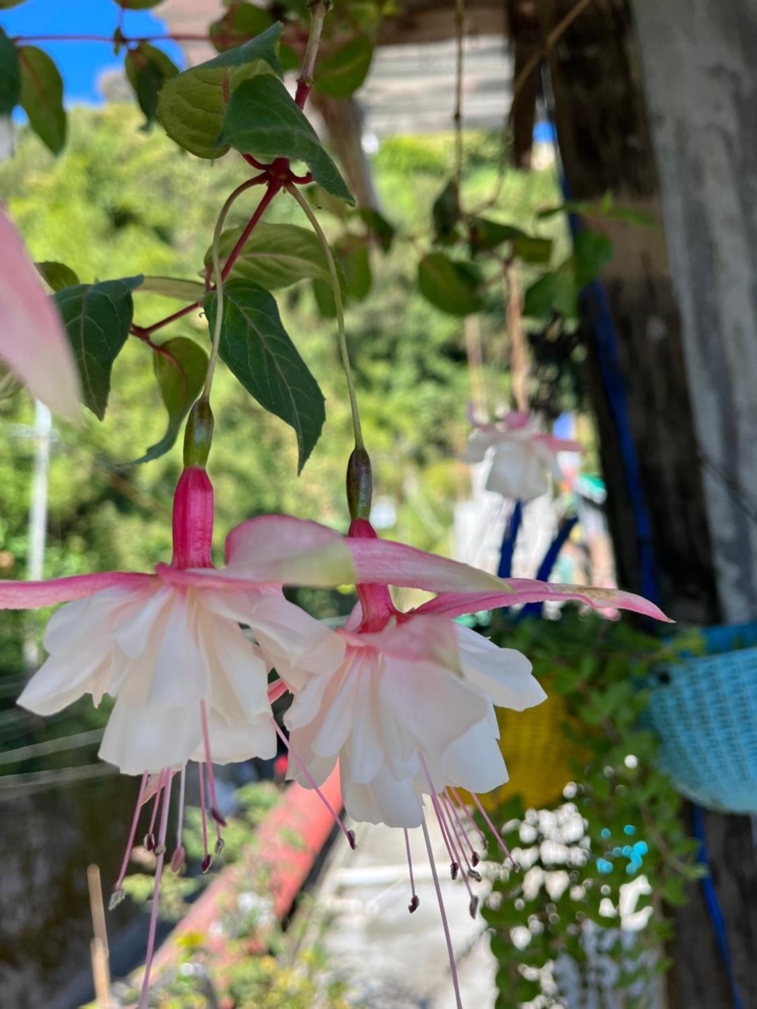 Shalom Inn Home Stay Darjeeling  Ngoại thất bức ảnh